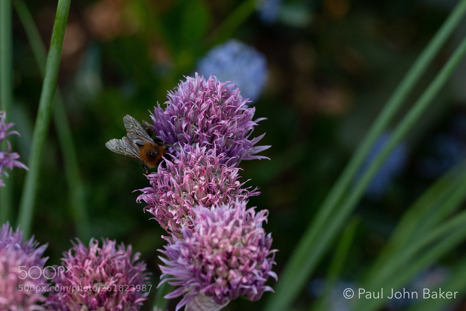 Canon EOS 70D sample photo. Dinner time photography