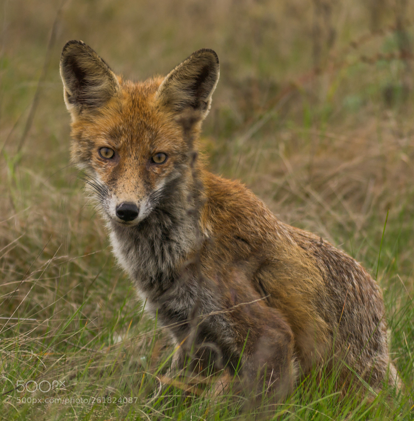 Nikon D3100 sample photo. Fox photography