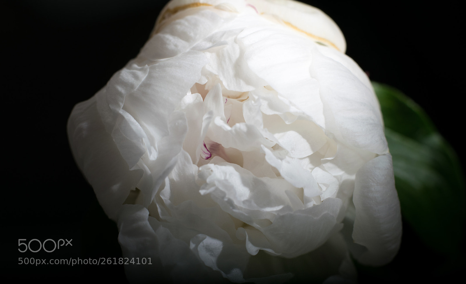 Nikon D3300 sample photo. Peony flower photography