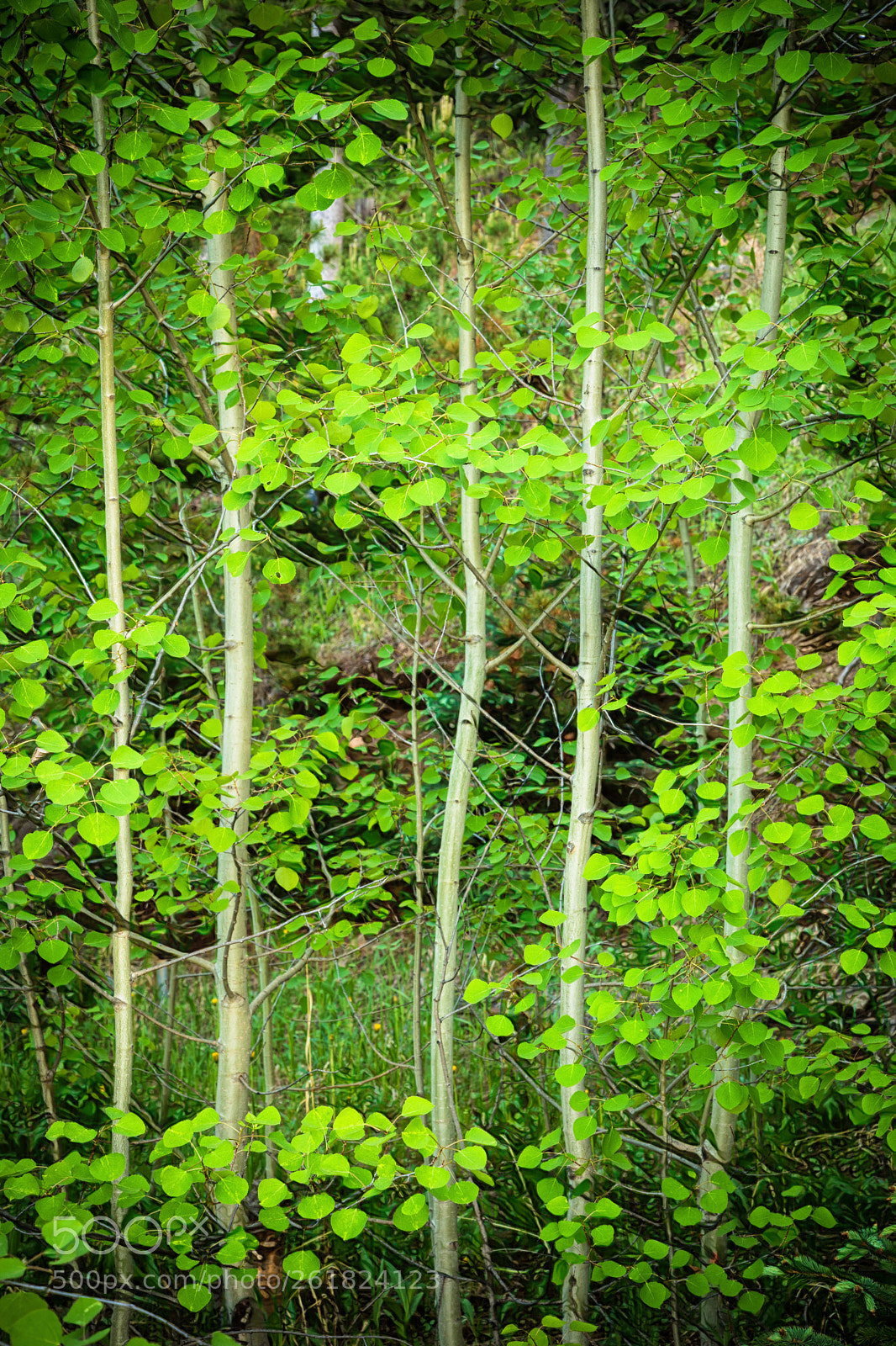 Canon EOS 5D Mark IV sample photo. Young aspen forest portrait photography