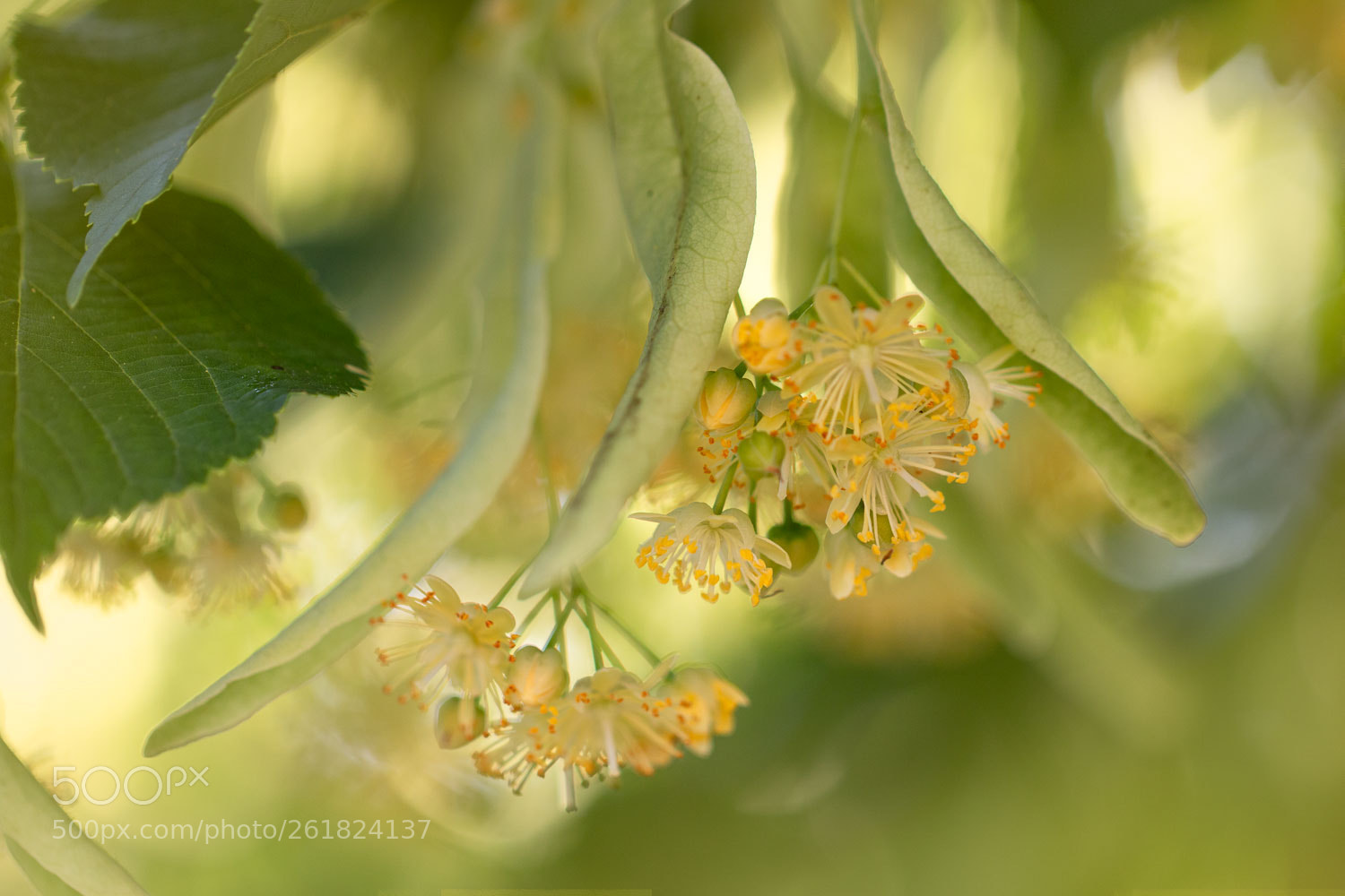 Canon EOS 70D sample photo. Lime-tree blossom photography