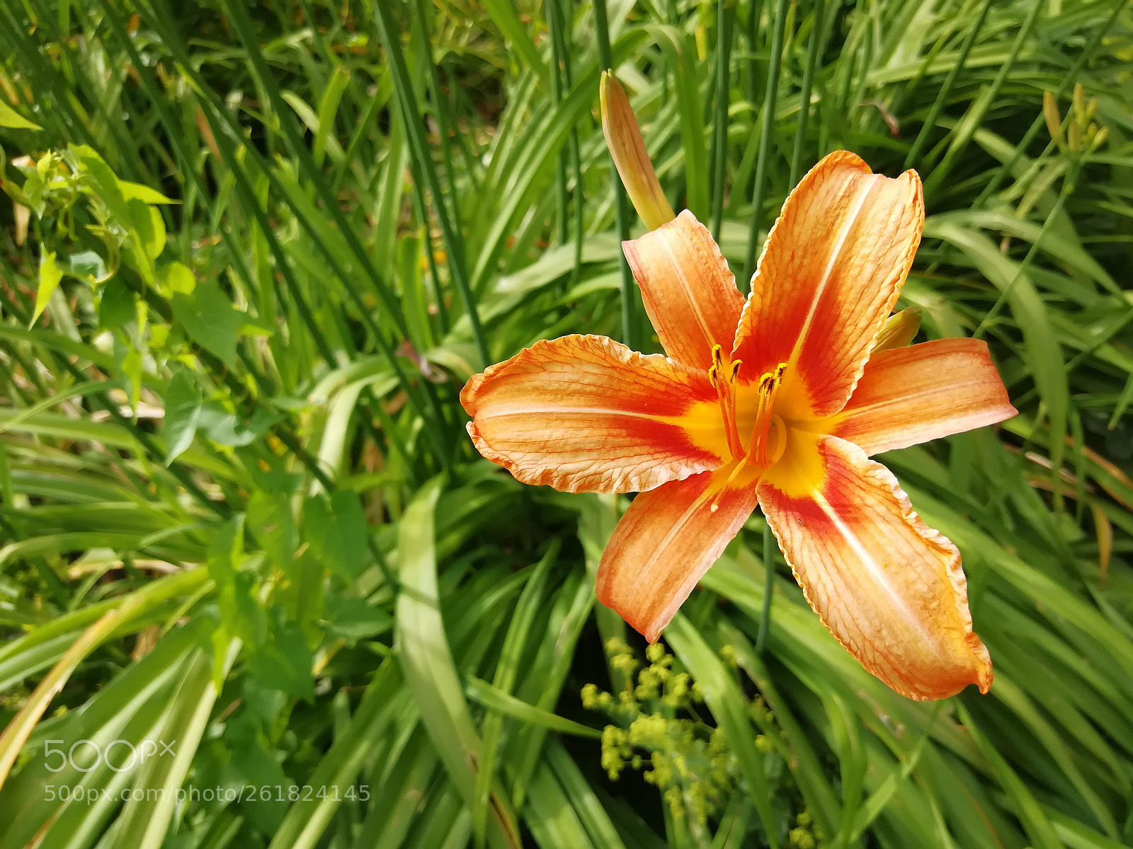 HUAWEI nova 2 Plus sample photo. Resistance and beauty photography