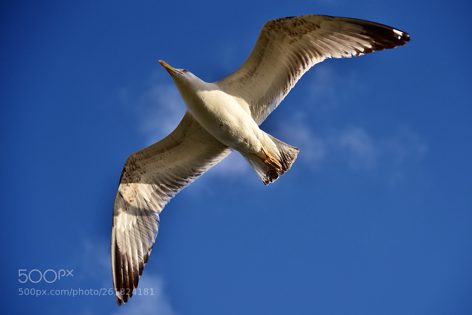 Nikon D750 sample photo. Seagull in flight photography