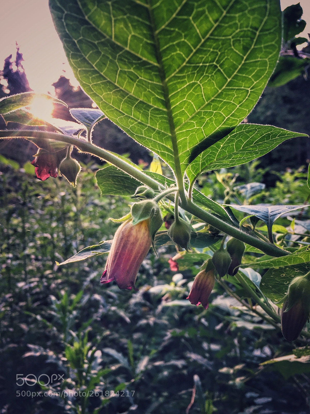 Apple iPhone 6 sample photo. Untitled photography