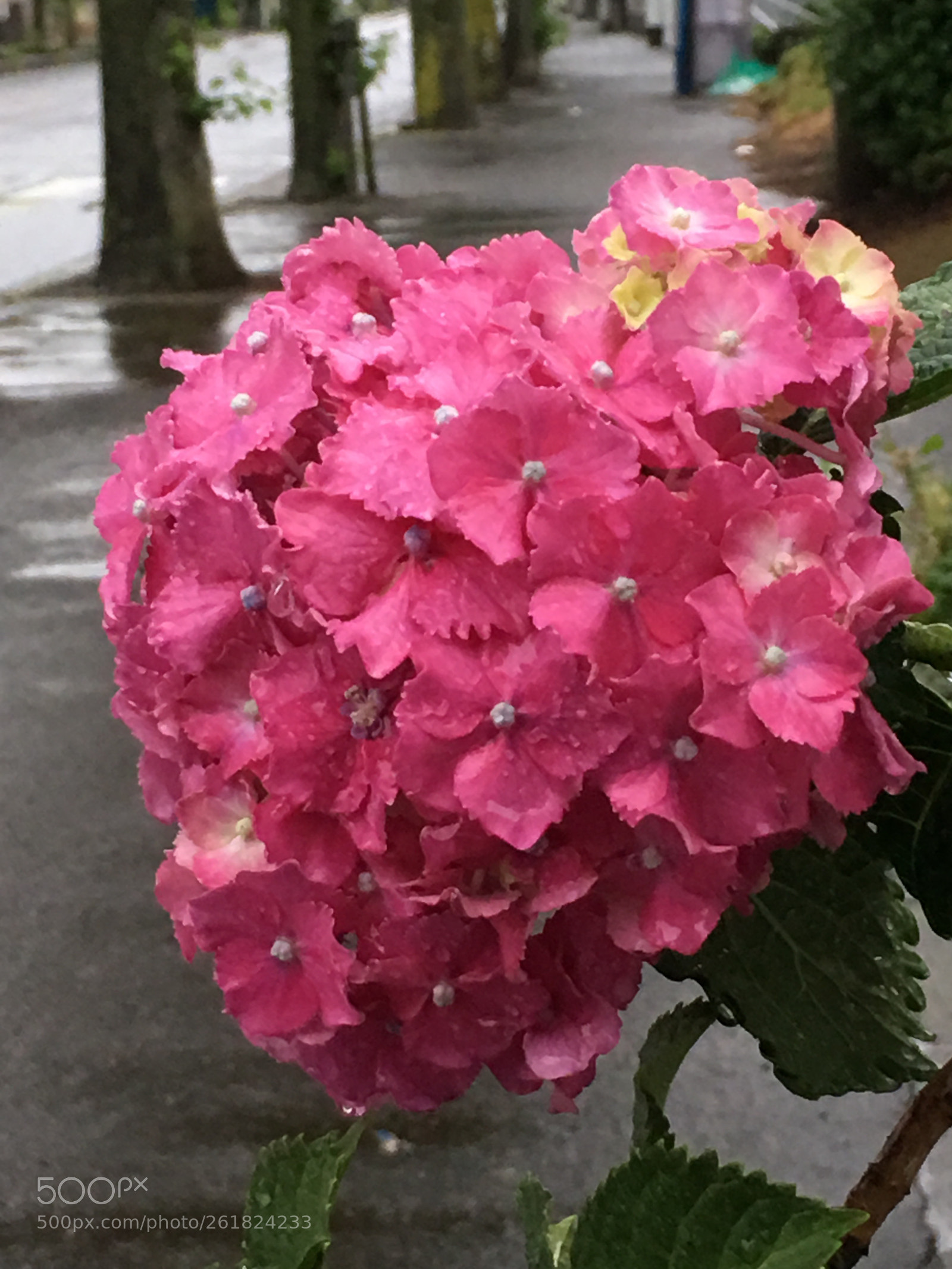Apple iPhone 6s Plus sample photo. Summer2018 flowers photography