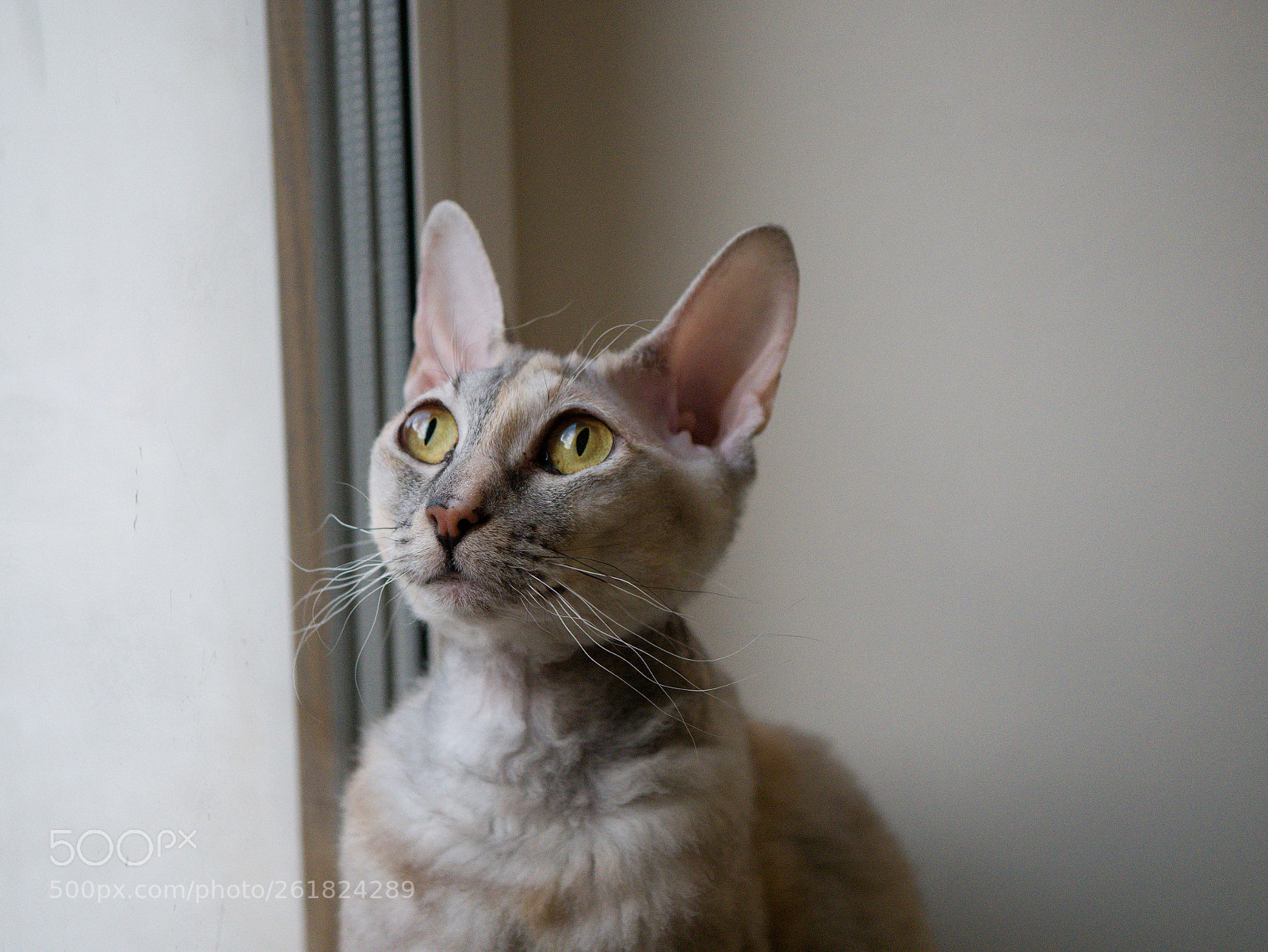 Panasonic Lumix DMC-G85 (Lumix DMC-G80) sample photo. Cat dreaming photography