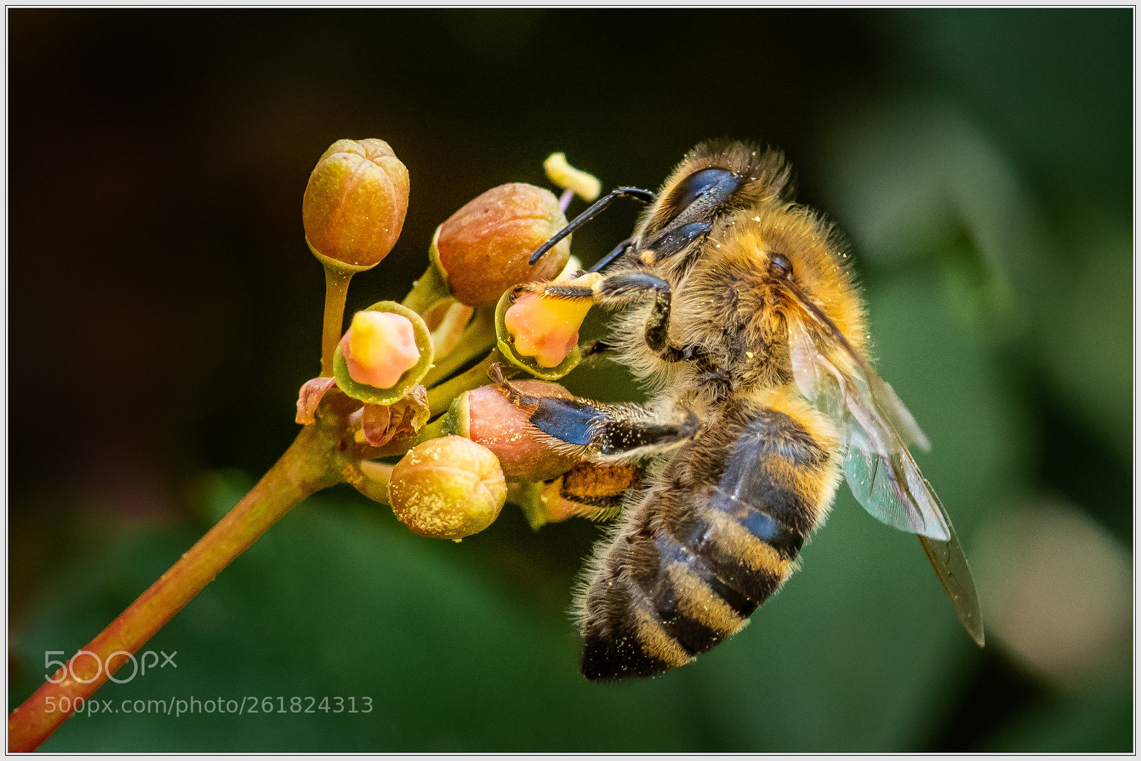 Nikon D750 sample photo. Honeybee on virginia creeper photography