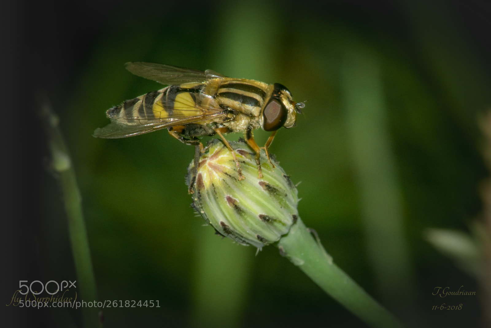 Nikon D5300 sample photo. Fly (syrphidae) photography