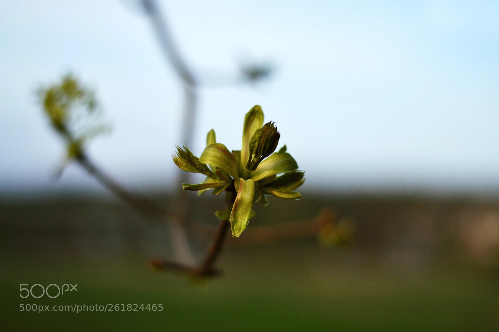 Nikon D3100 sample photo. Spring photography