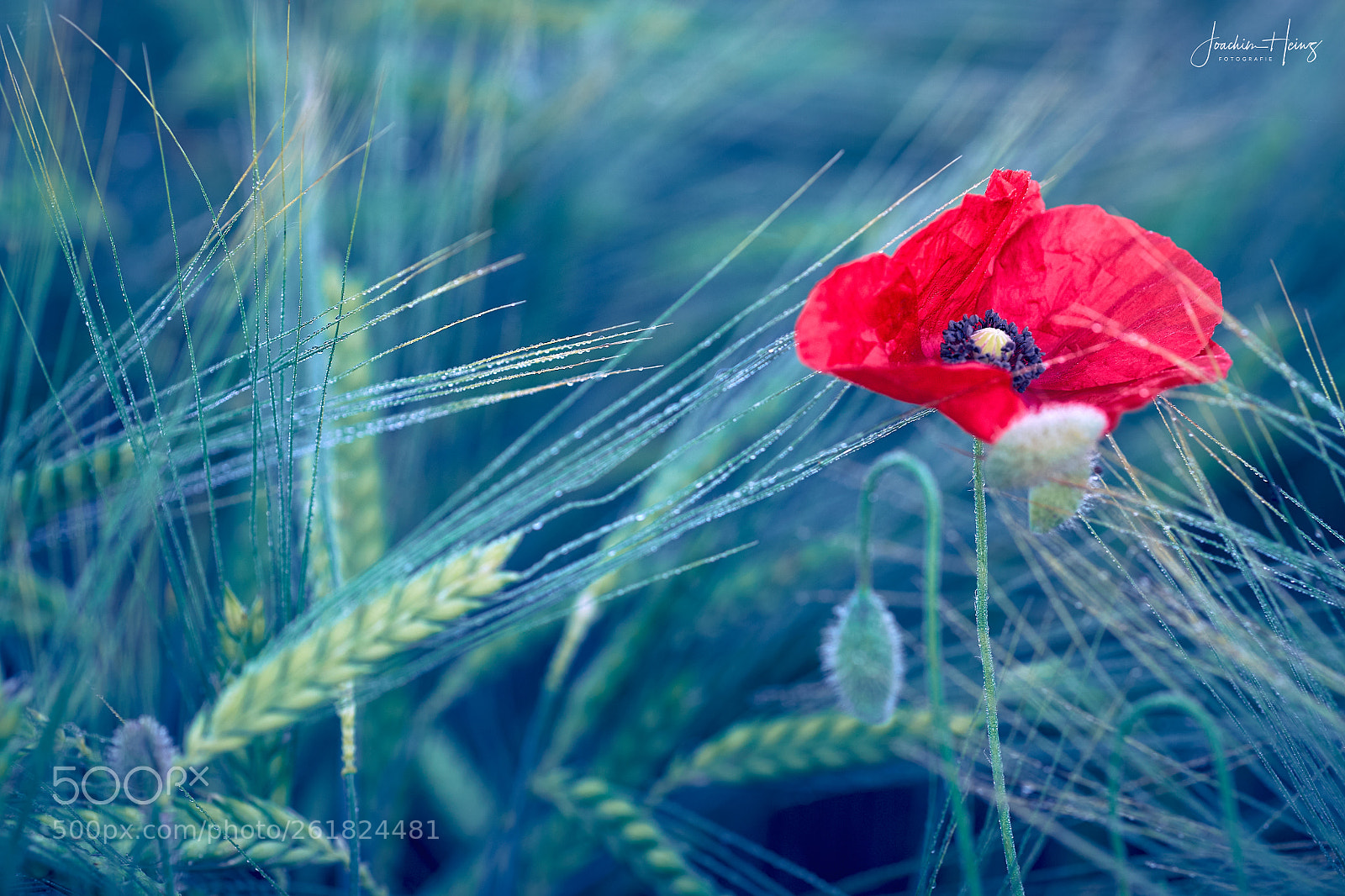 Fujifilm X-T1 sample photo. Poppy photography