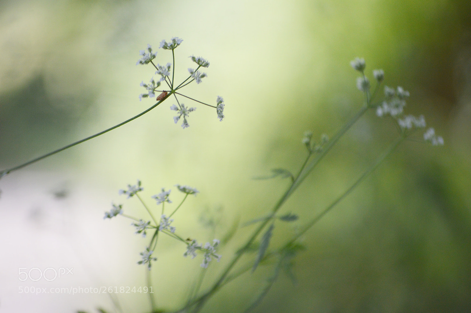 Nikon D3200 sample photo. Green style photography