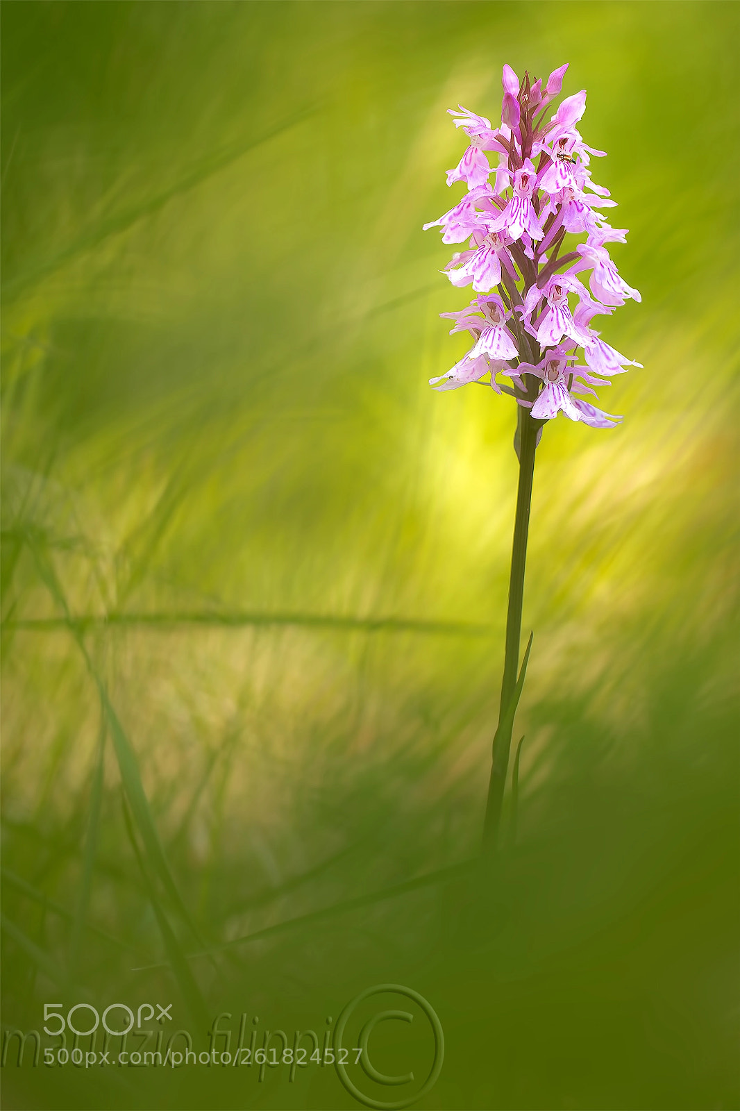 Canon EOS 70D sample photo. Dactylorizha maculata photography