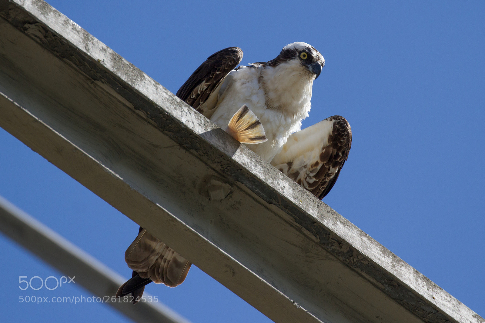 Canon EOS 7D sample photo. Osprey photography