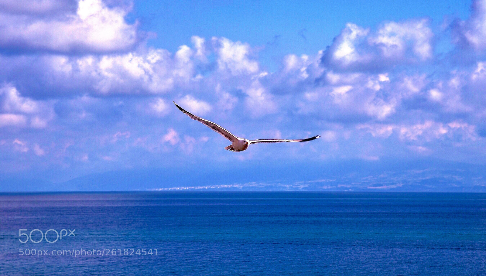 Nikon D750 sample photo. Seagull and clouds photography