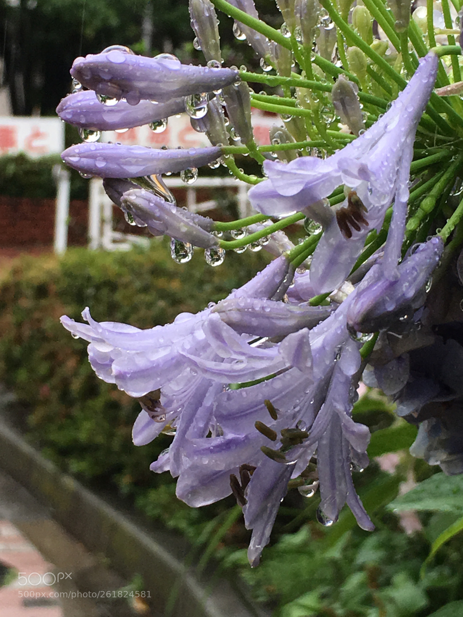 Apple iPhone 6s Plus sample photo. Summer2018 flowers photography