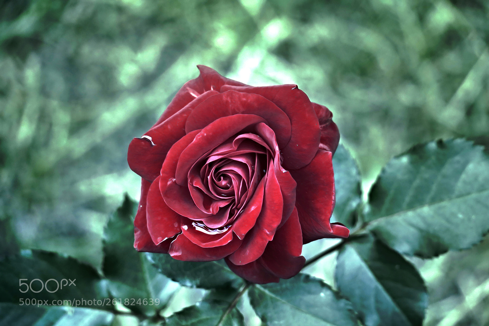 Canon PowerShot G3 X sample photo. Rose photography