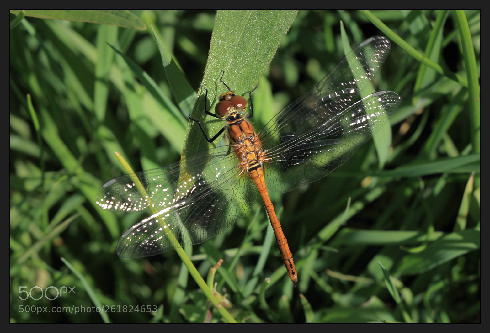 Canon EOS 70D sample photo. Img photography