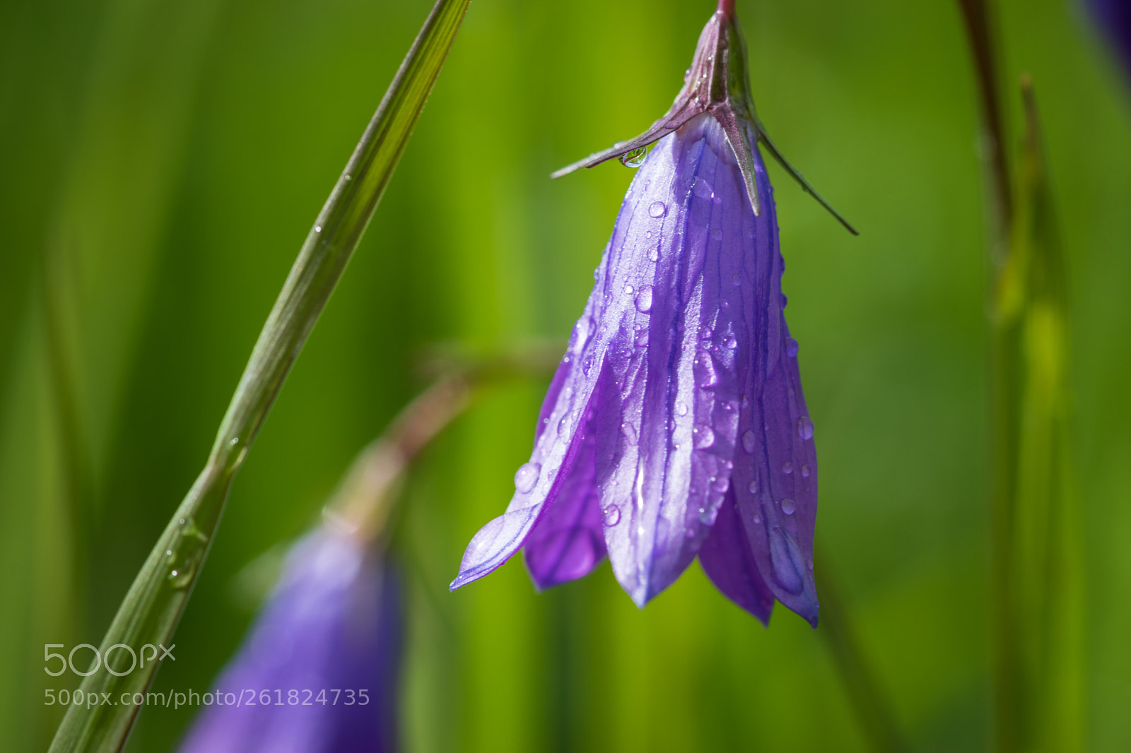 Nikon D5500 sample photo. 8246 photography