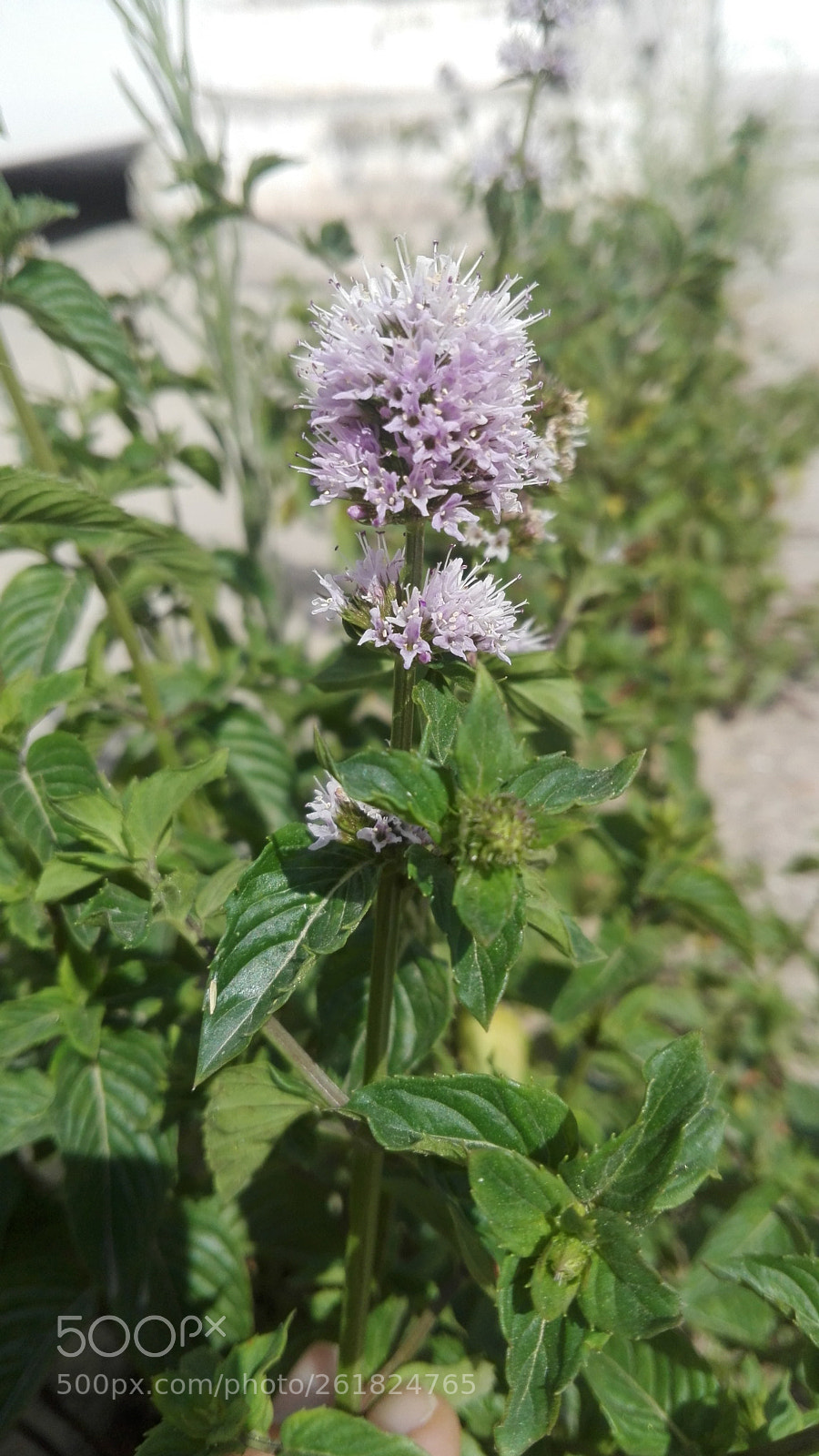 HUAWEI Y6II sample photo. Untitled photography