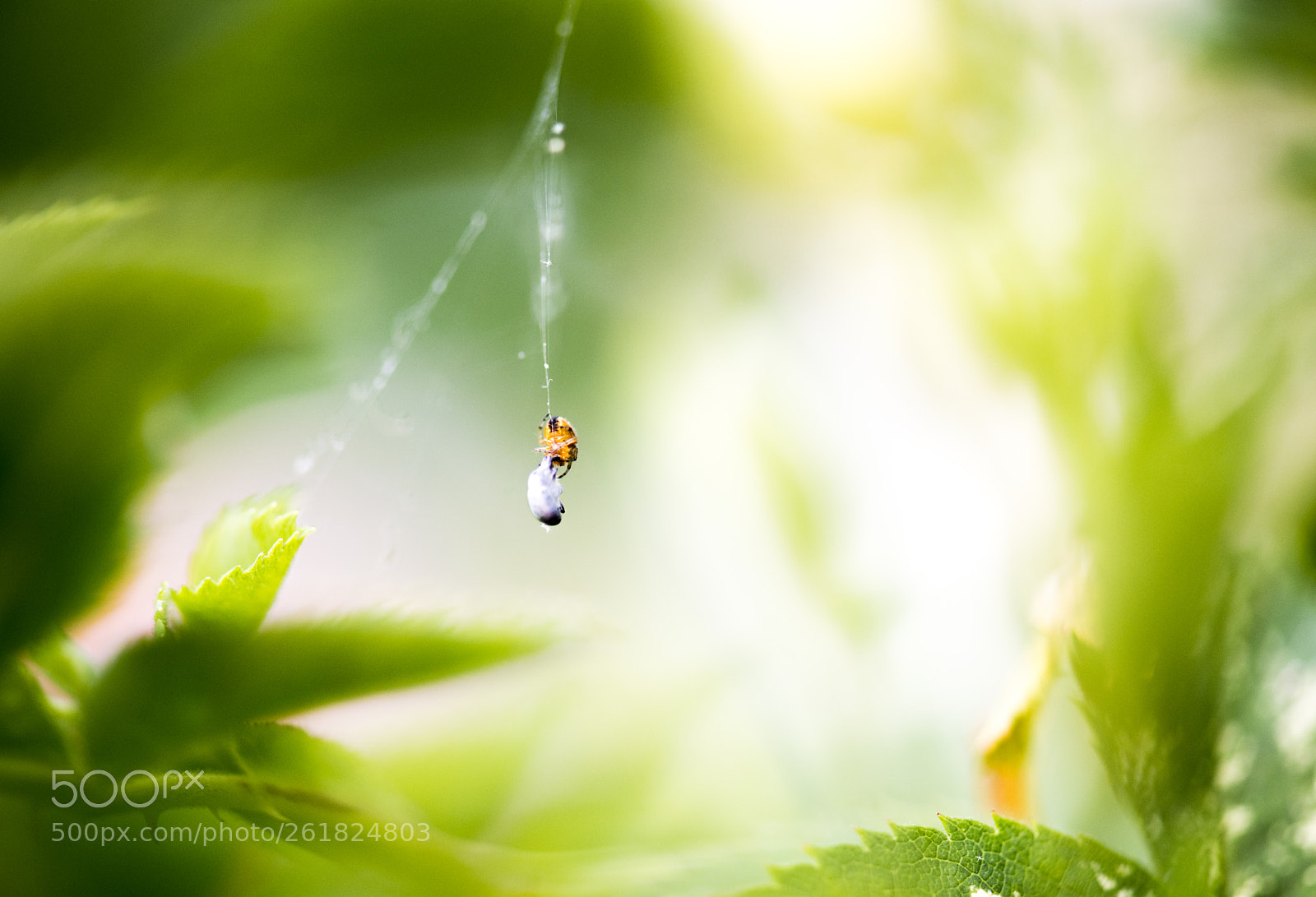 Nikon D850 sample photo. Baby spider in the photography