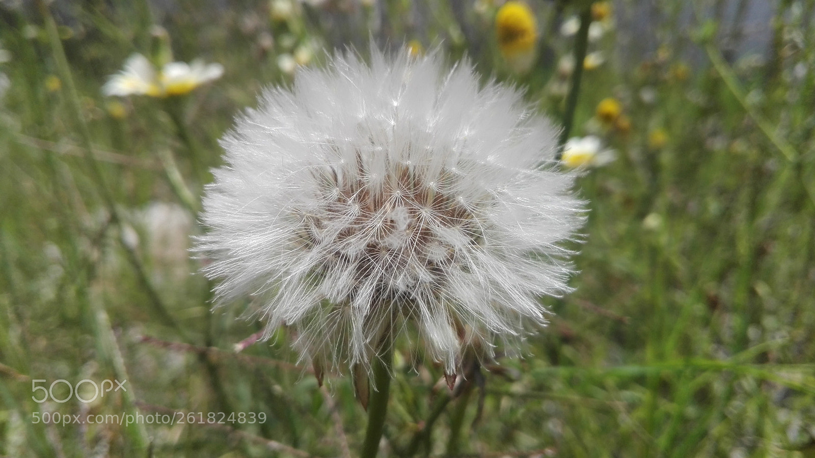 HUAWEI Y6II sample photo. Untitled photography