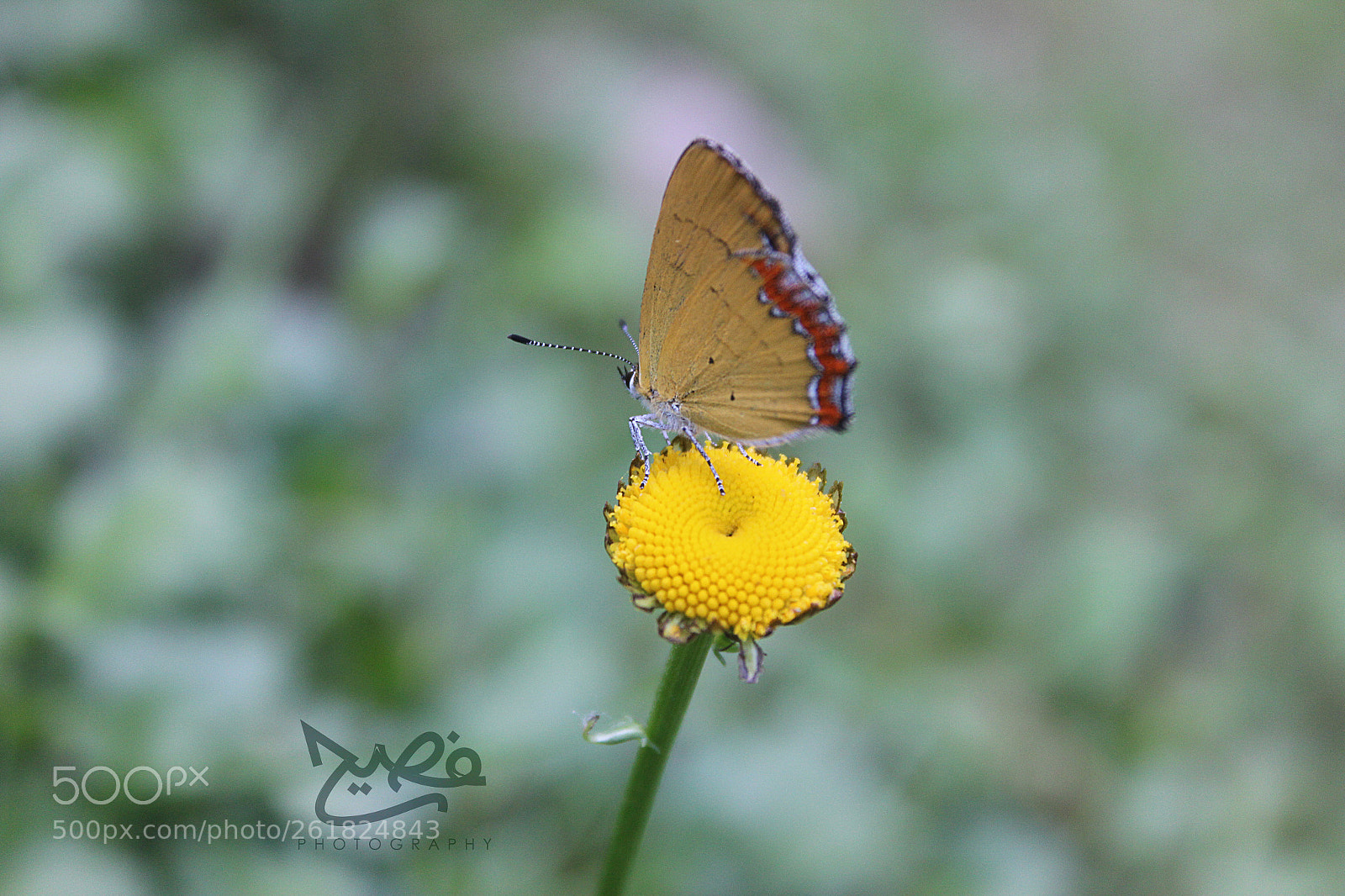 Canon EOS 600D (Rebel EOS T3i / EOS Kiss X5) sample photo. Butterfly photography