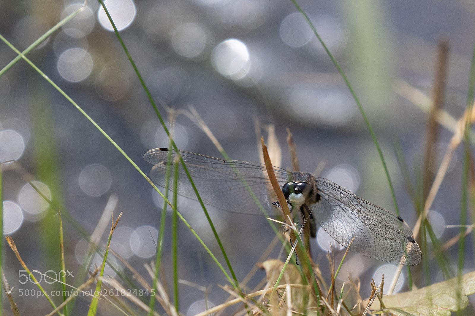 Canon EOS 7D Mark II sample photo. A whiteface dragonfly. photography