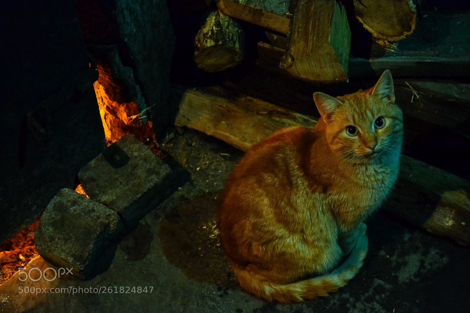 Nikon D3100 sample photo. Ginger cat photography