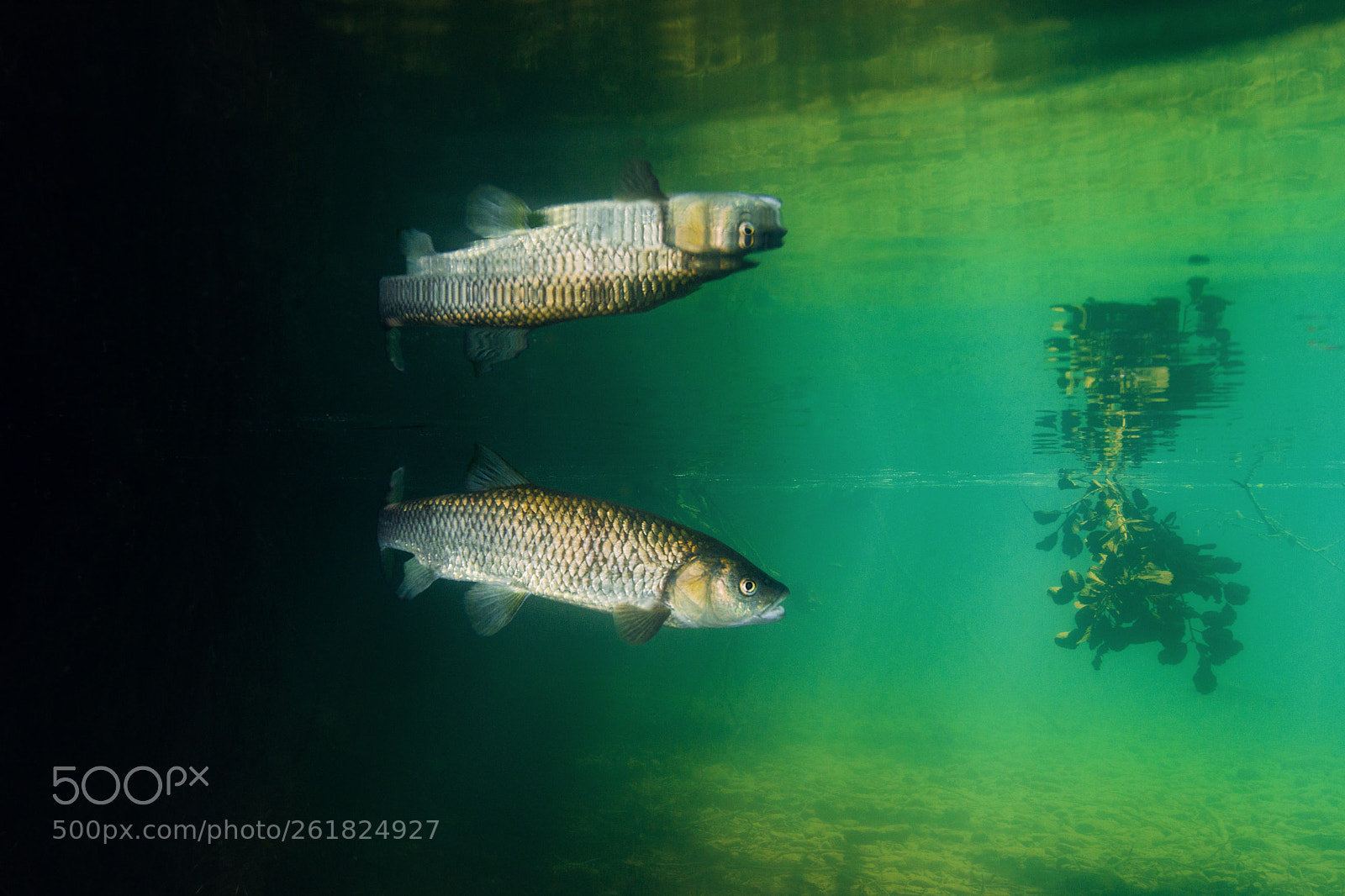 Nikon D800 sample photo. Chub and reflection photography