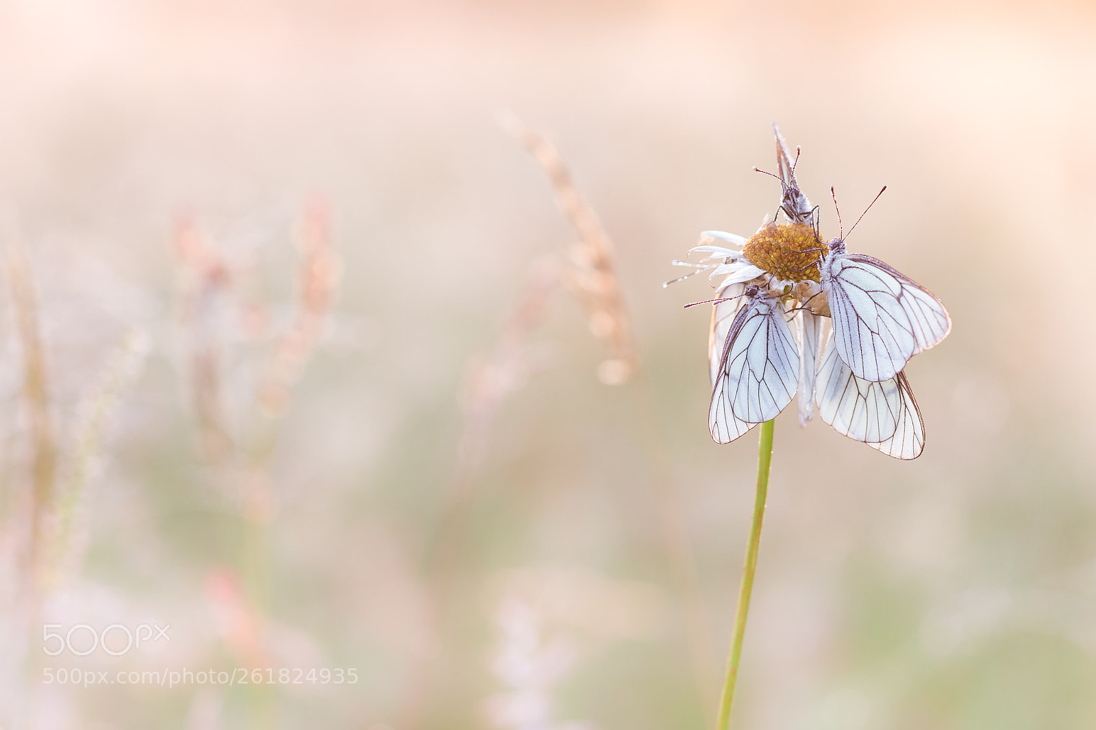 Canon EOS-1D X sample photo. • black-veined white • photography