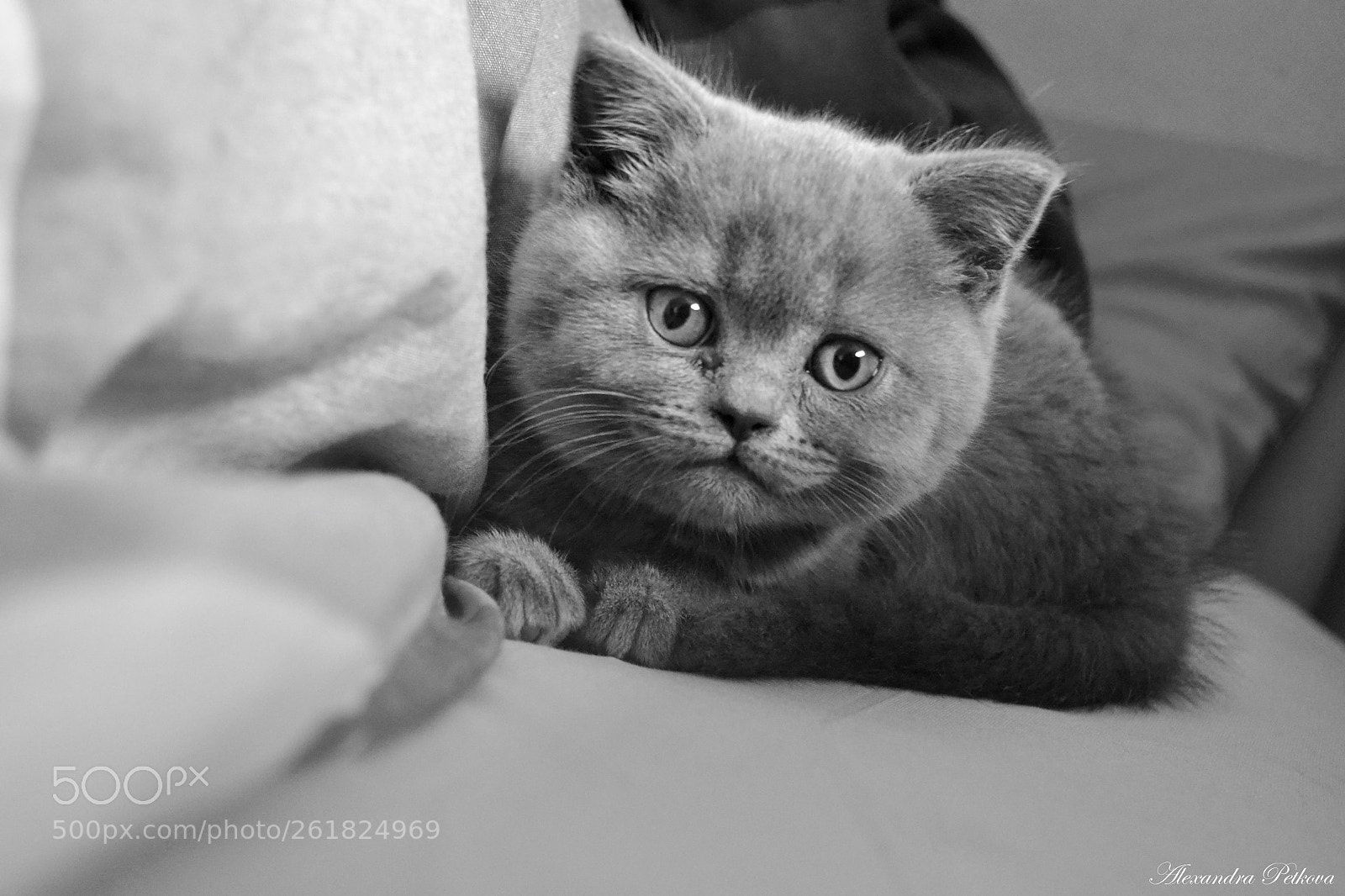 Nikon D3100 sample photo. Baby cat photography
