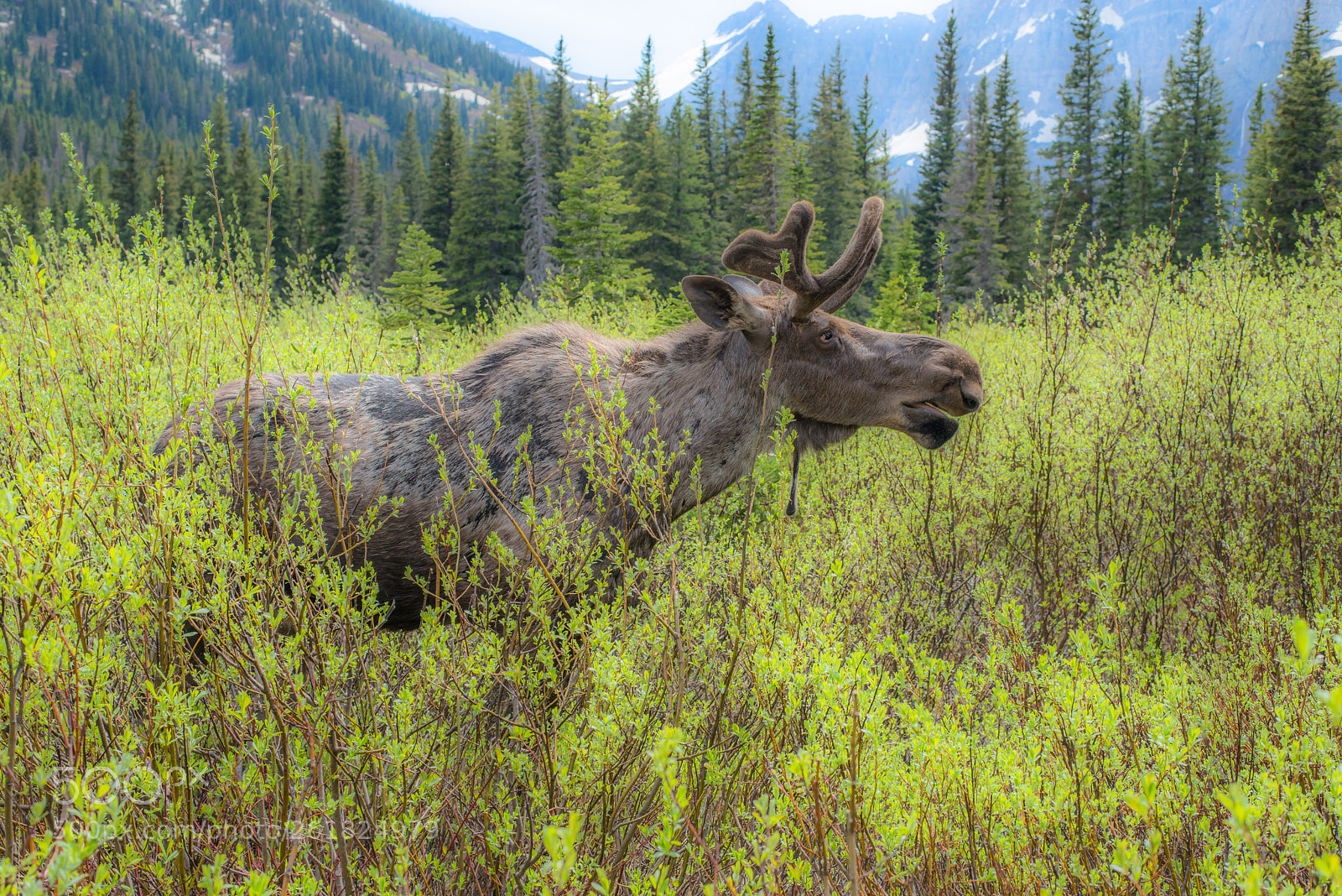 Nikon D800 sample photo. Wild nature photography