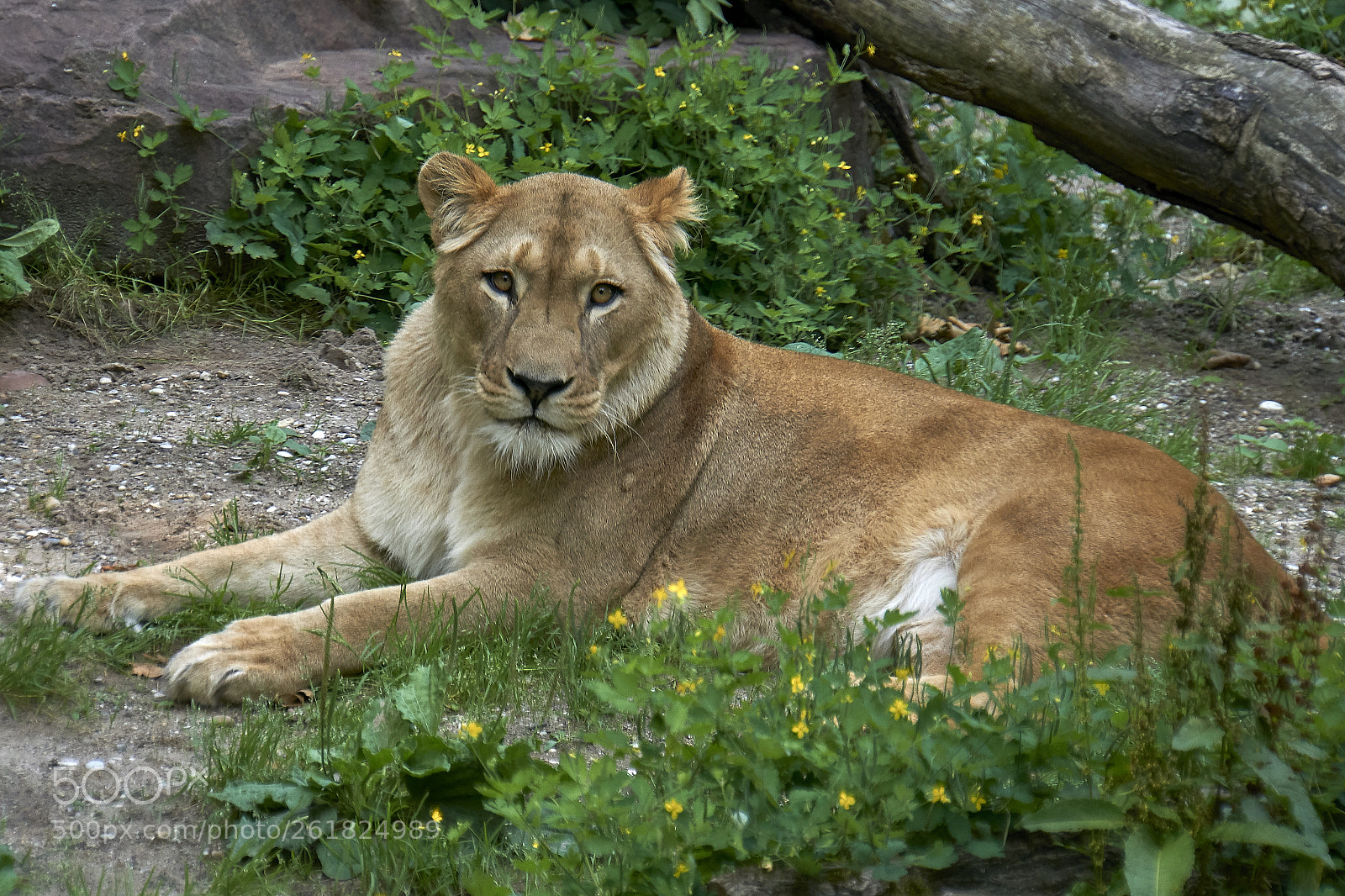 Sony a6000 sample photo. Löwin photography