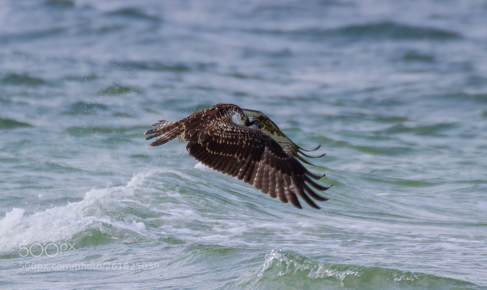 Canon EOS 7D sample photo. Osprey gone fishing photography
