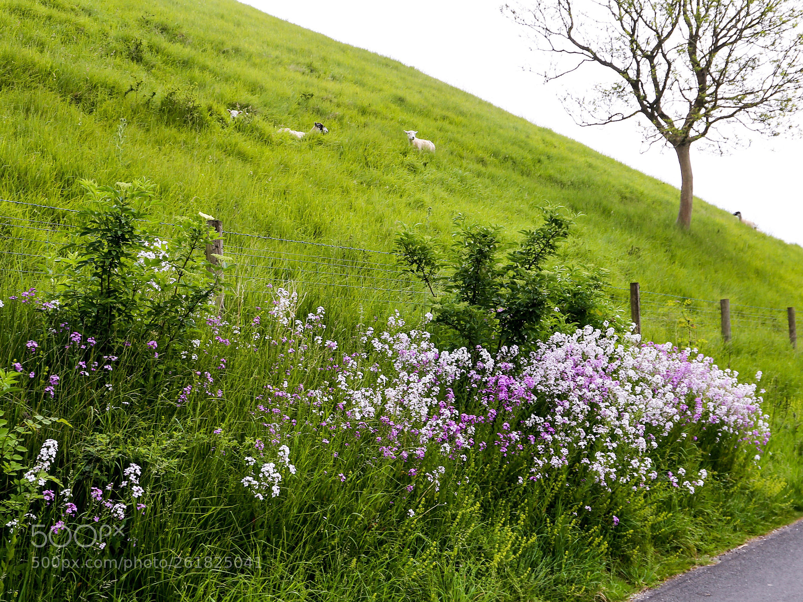 Canon EOS 6D sample photo. Colourful hedgerow photography