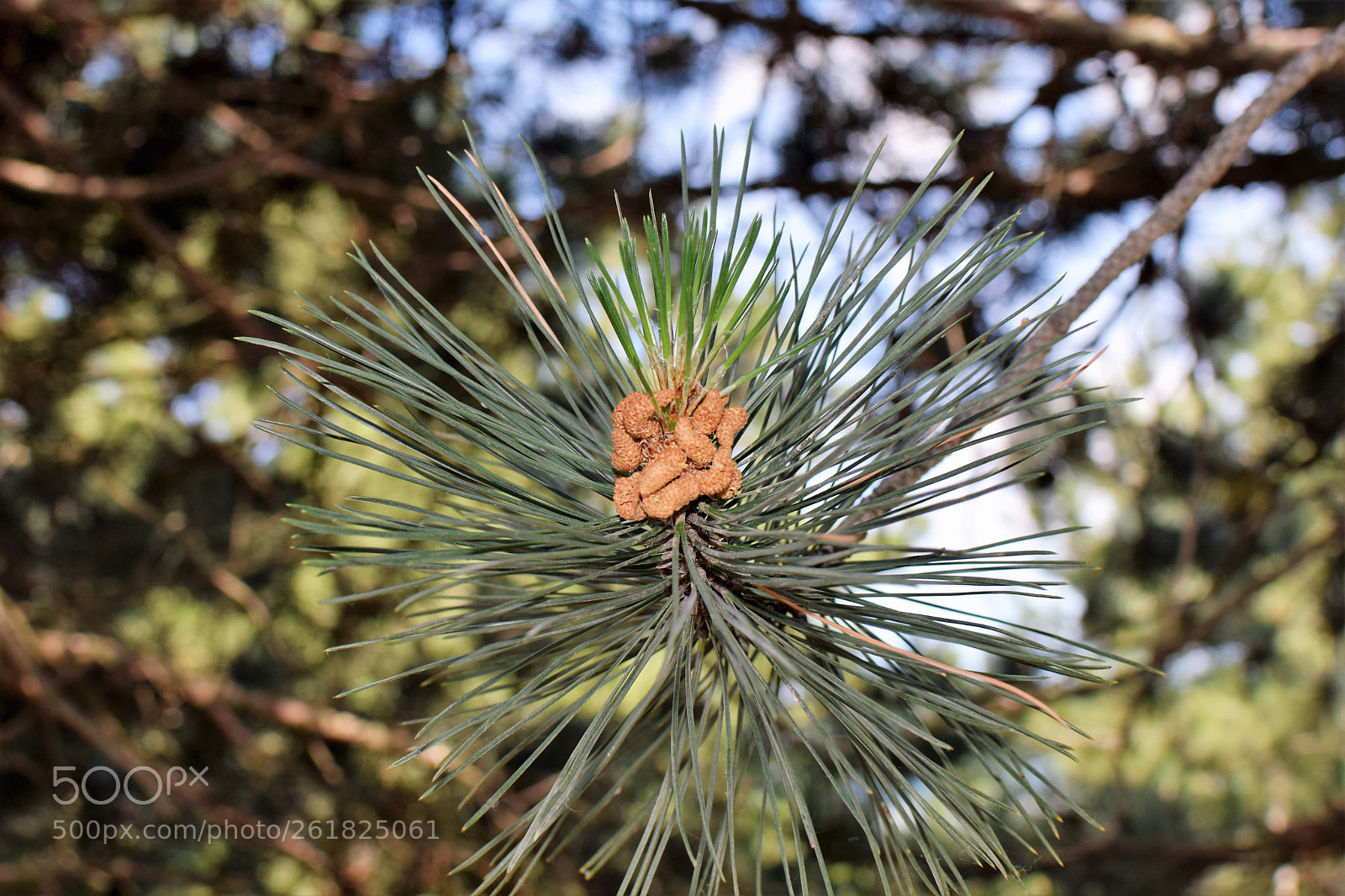 Nikon D3300 + Nikon AF-S DX Nikkor 35mm F1.8G sample photo. Dsc photography