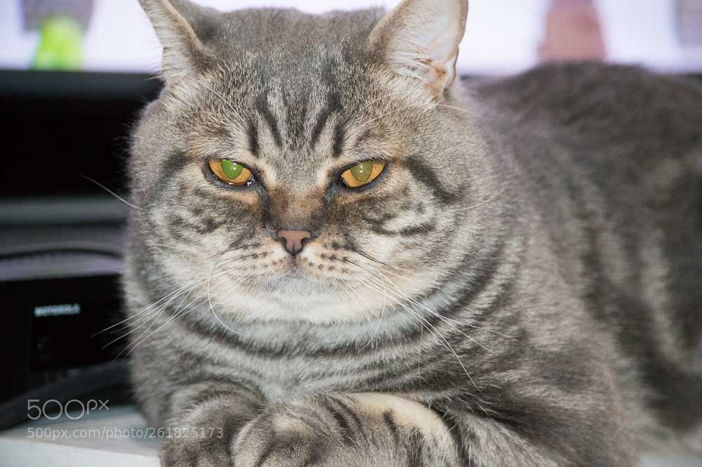 Nikon D3200 sample photo. шотландец photography