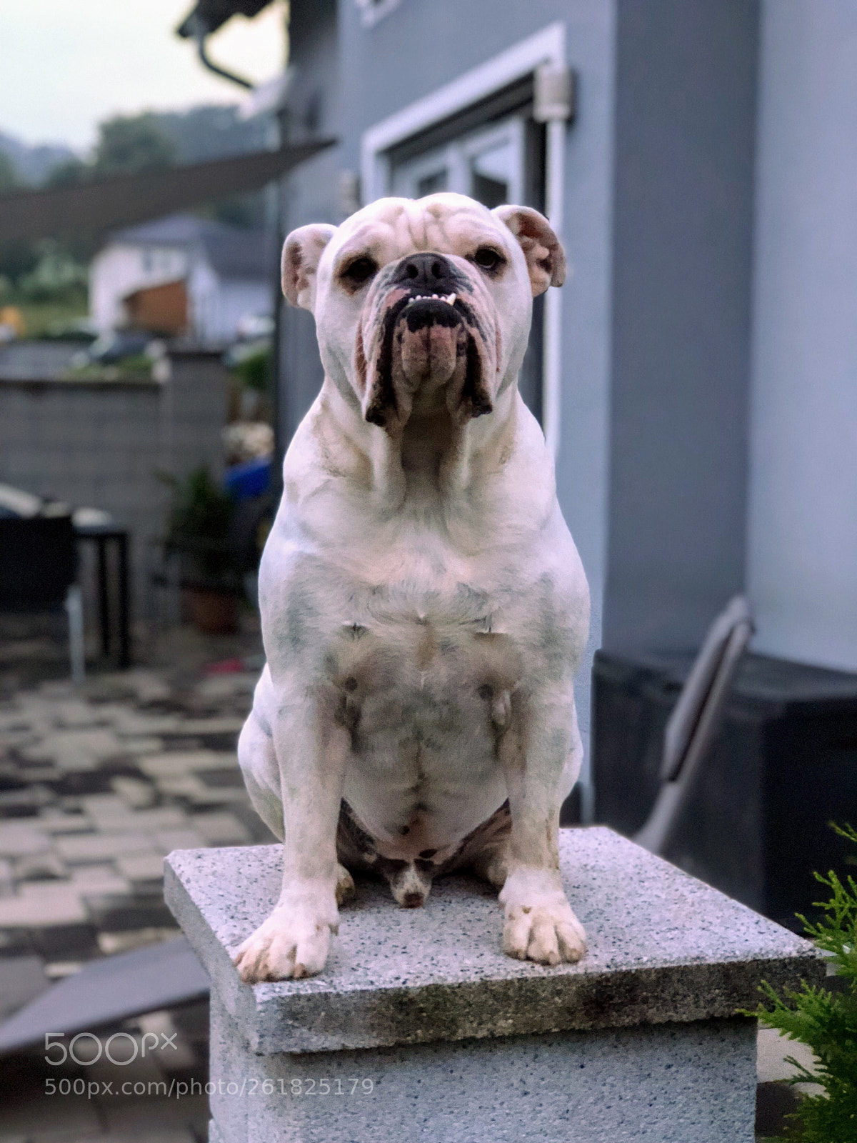 Apple iPhone 8 Plus sample photo. Untitled photography