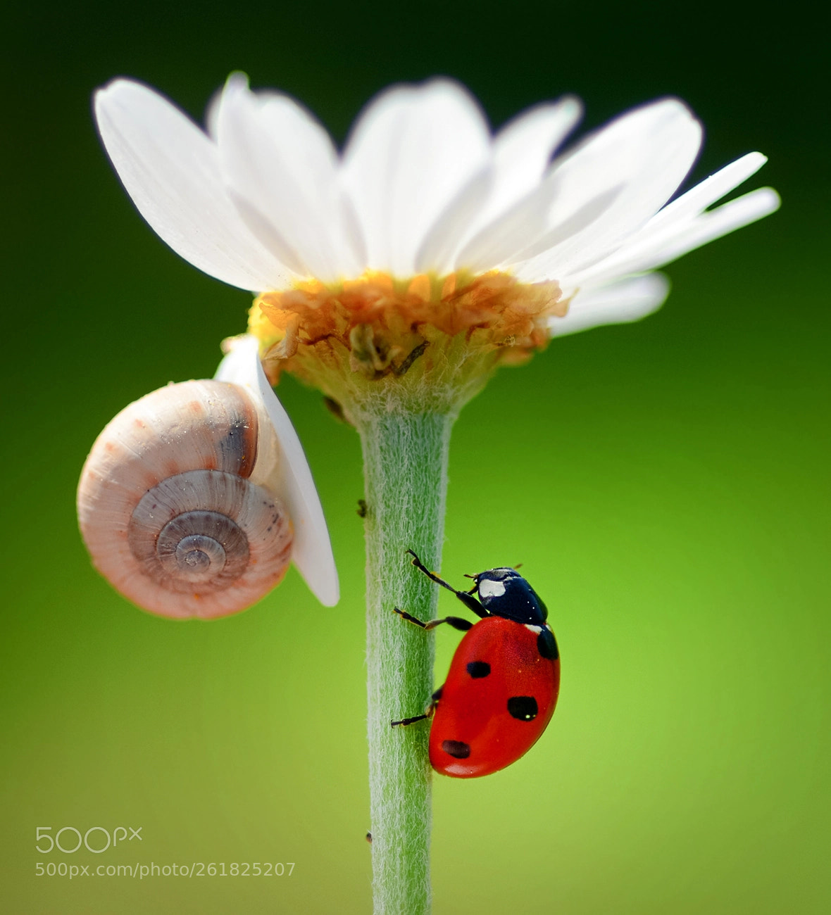 Nikon D7100 sample photo. Macro photography