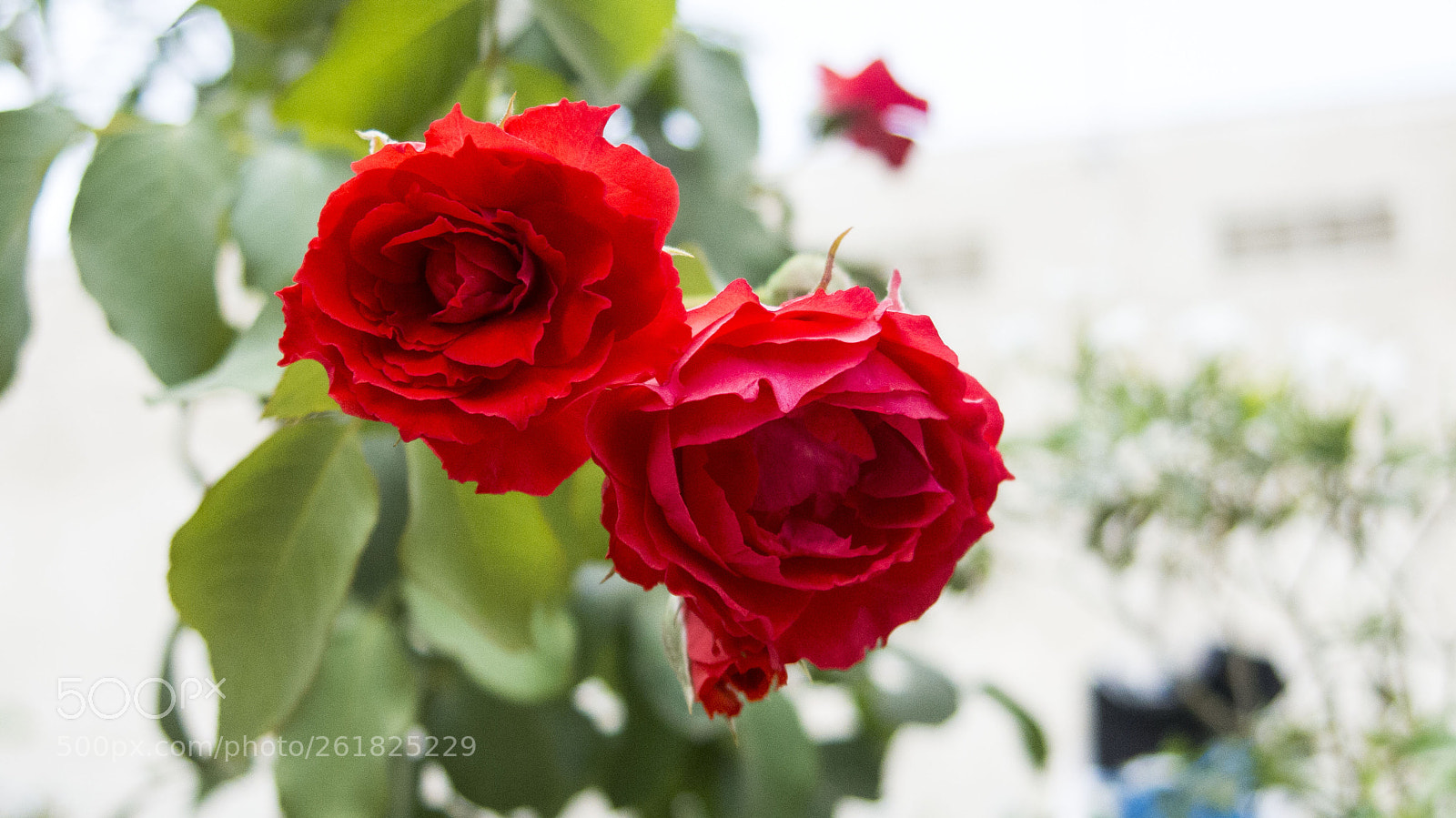 Canon PowerShot G15 sample photo. L () photography