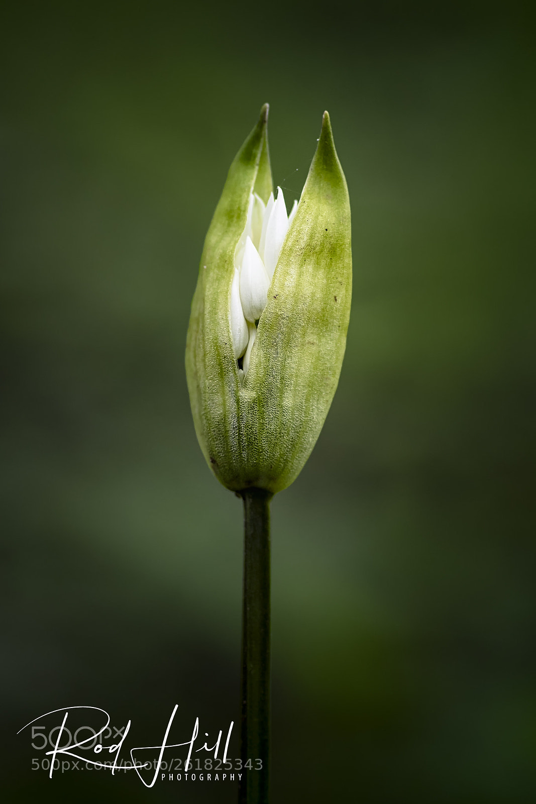 Pentax K-3 II sample photo. Wild galic photography