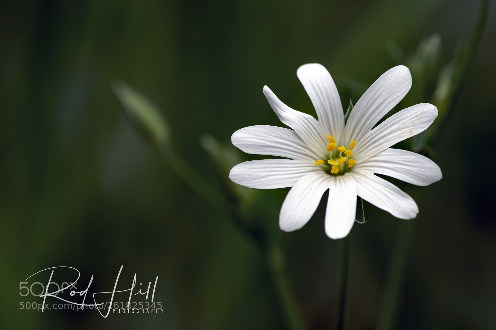 Pentax K-3 II sample photo. Stitchwort photography