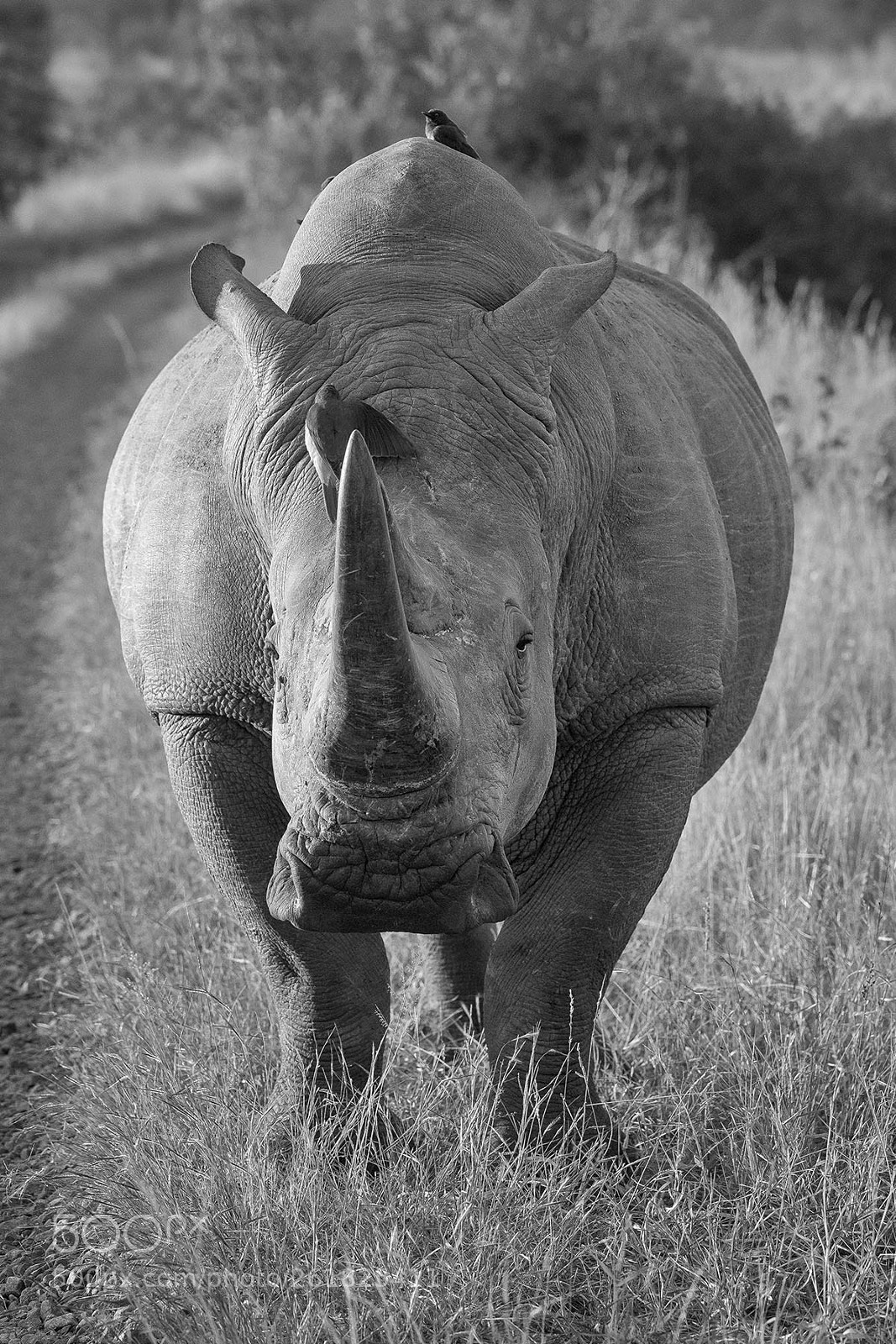 Nikon D5 sample photo. Rhino in black and photography