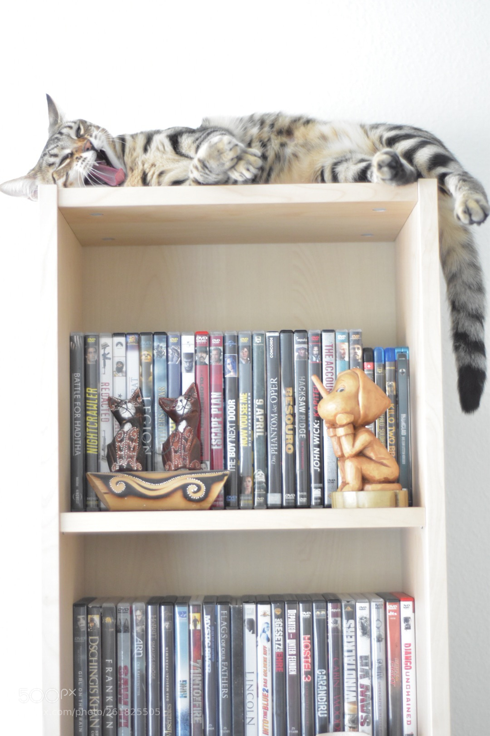 Nikon D5600 sample photo. Gähhnn... photography