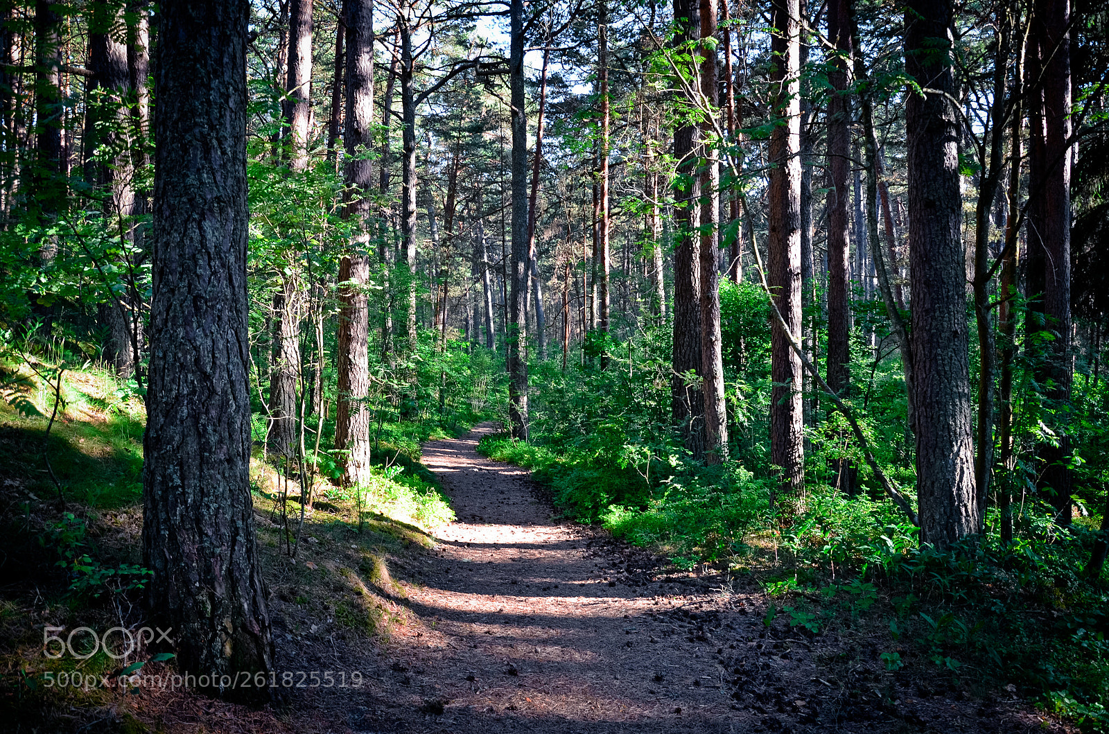 Nikon D5100 sample photo. Forest paths photography
