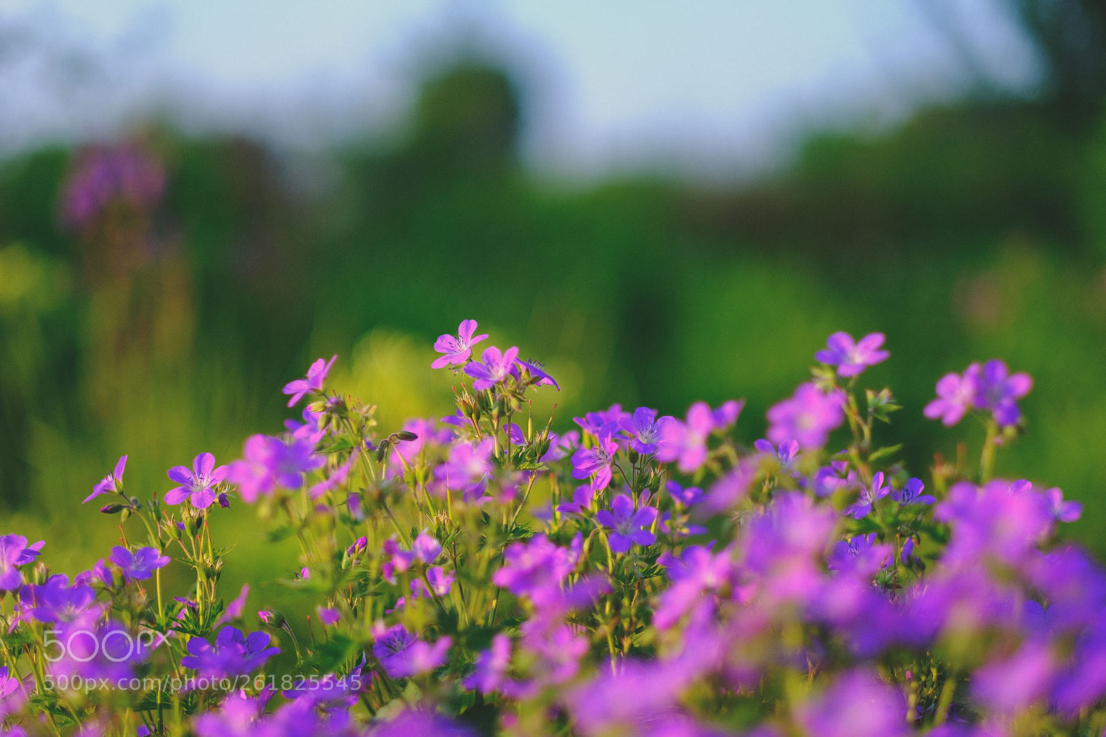 Fujifilm X-T20 sample photo. Bokeh in der abendsonne photography
