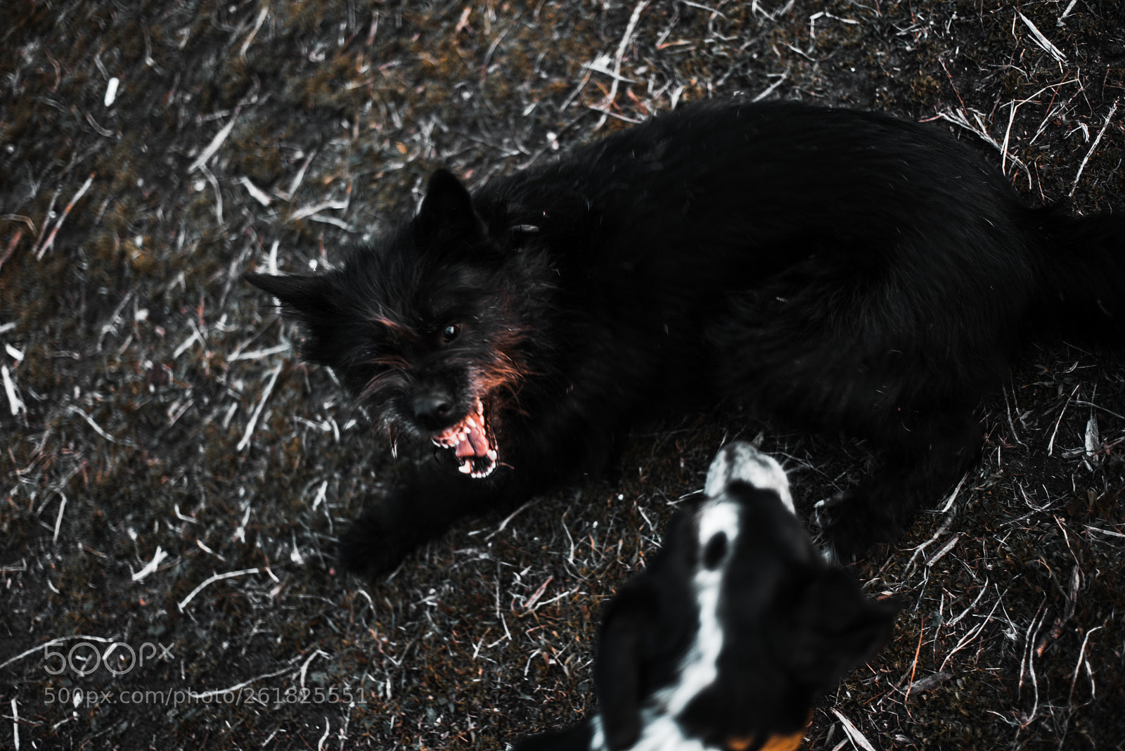 Nikon D610 sample photo. **** photography