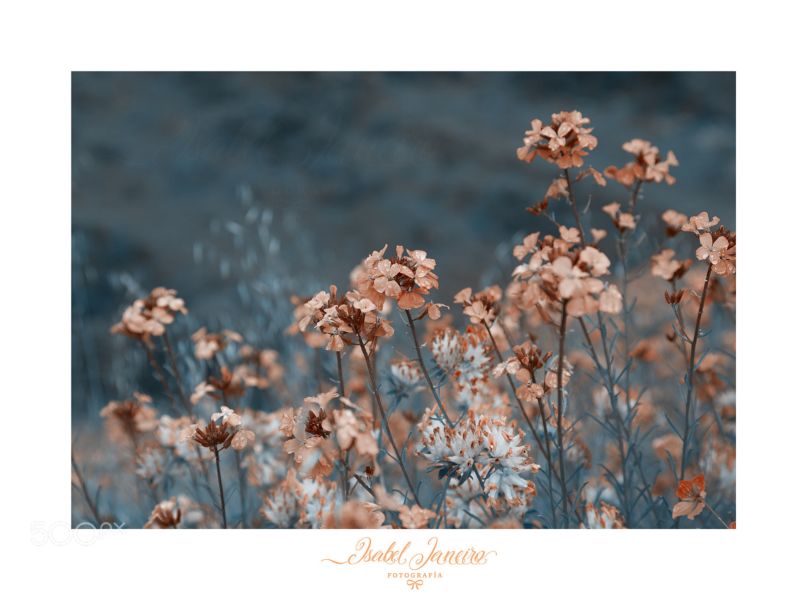 Canon EOS 6D sample photo. Orange photography