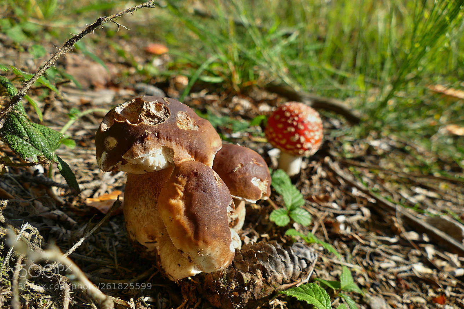 Panasonic Lumix DMC-FZ1000 sample photo. Boletus edulis photography