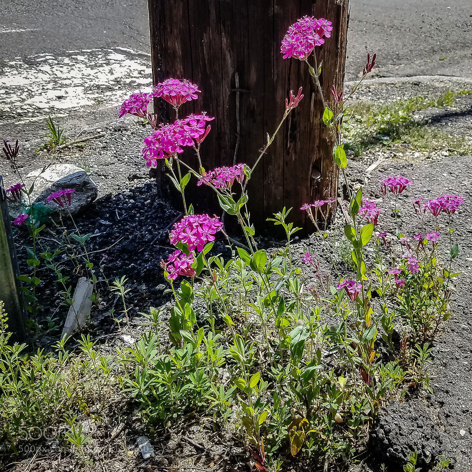 Samsung Galaxy S7 sample photo. Sweet william photography